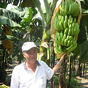 ※写真は台湾産バナナ